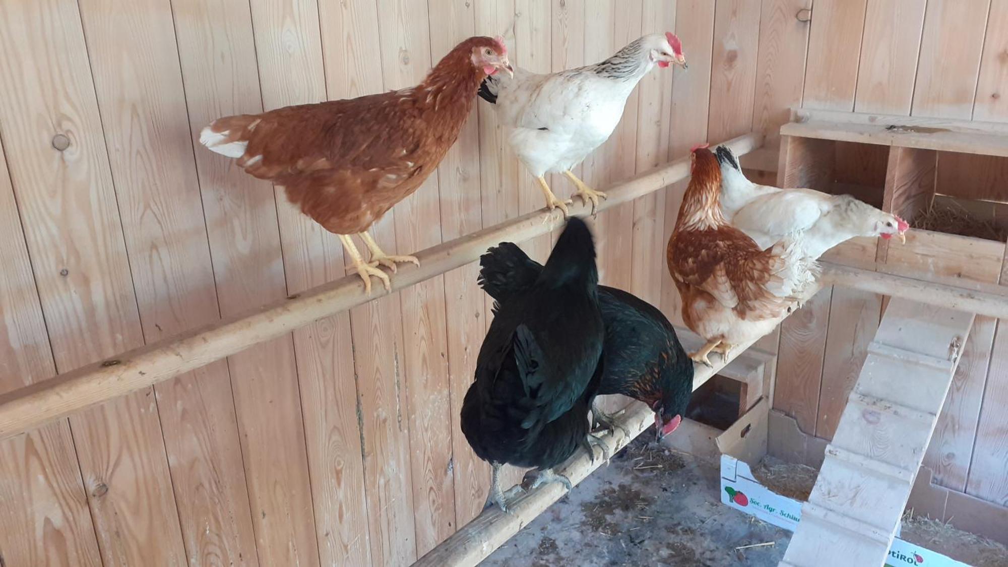 Alpegger Villa Terento Dış mekan fotoğraf